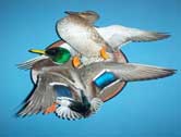 Mallard Pair